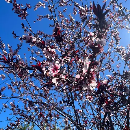 شقة Zulia Suites, Masca, Teide, Gigantes, Excursions, Ac, Wifi-3 Santiago del Teide