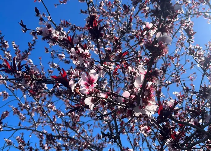 Appartement Zulia Suites, Masca, Teide, Gigantes, Excursions, Ac, Wifi-3 Santiago del Teide